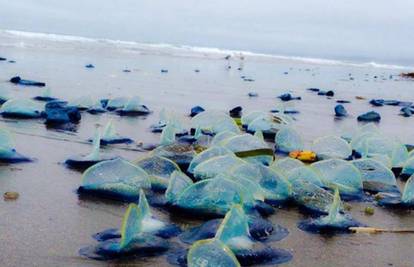 Tisuće prelijepih meduza isplivalo na obalu oceana