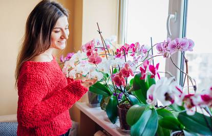 Trikovi za savršene orhideje: Vole terakotu i jutarnje svjetlo