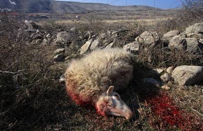 Stado ovaca ušlo u minsko polje, vlasnik neozlijeđen 