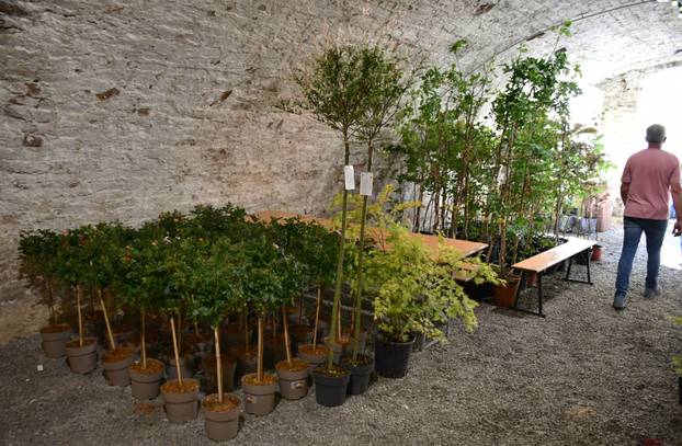 FOTO Sve je šareno i veselo! Brođane čeka sajam cvijeća