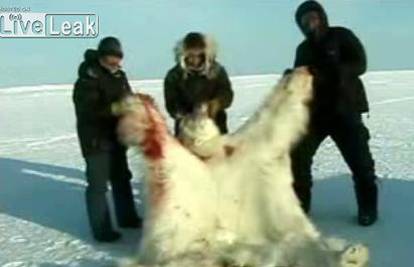 Za 200 tisuća kuna lovci ubijaju polarne medvjede