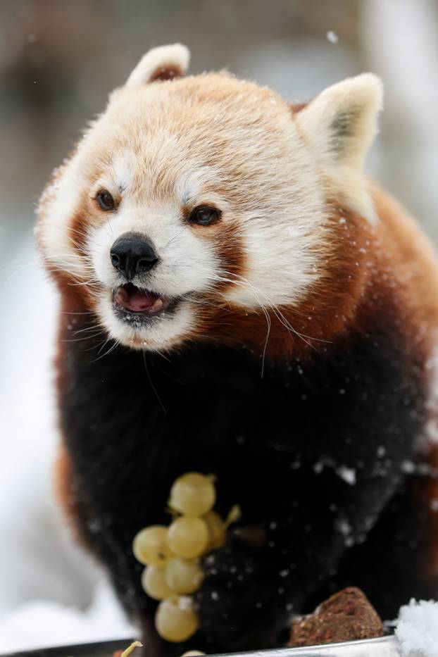 Zagreb: Snježno prijepodne u zoološkom vrtu