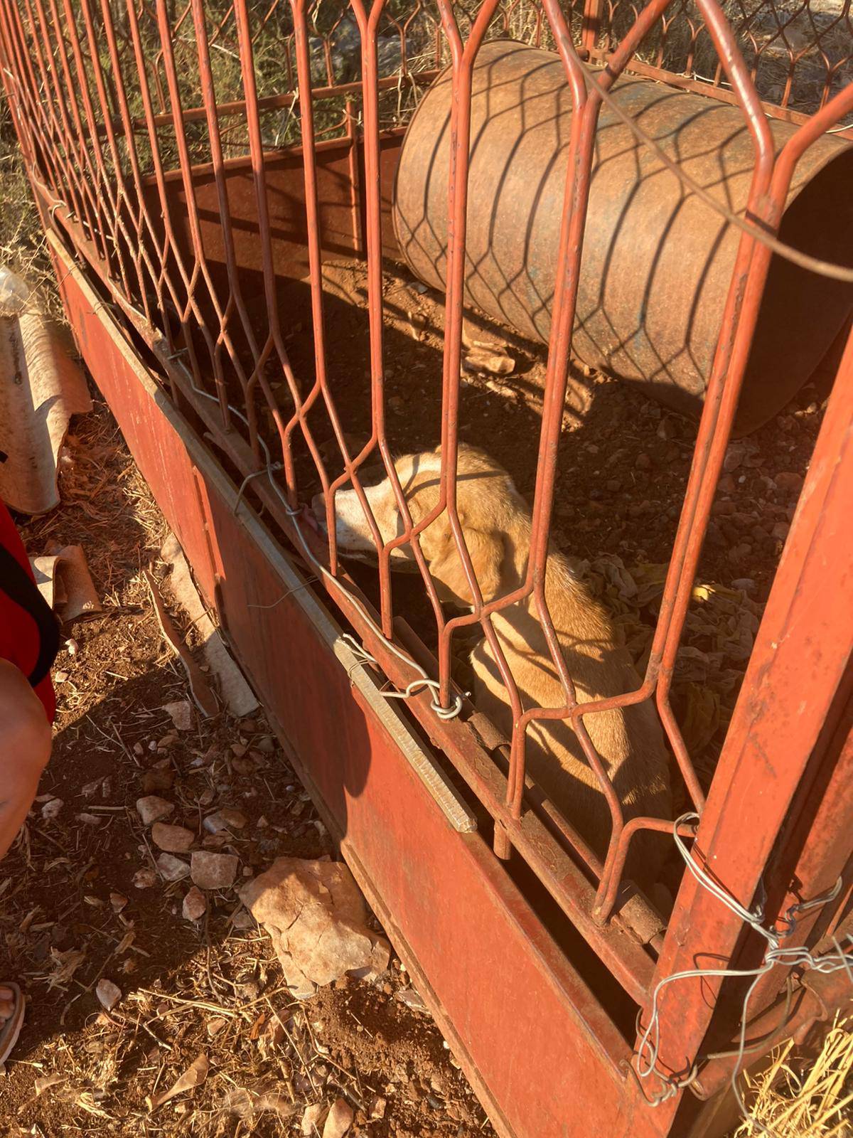 Drže kujicu u kavezu na suncu bez hrane i vode: 'Uginuli su joj svi štenci, a ona sjedi u izmetu'