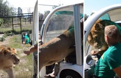 Lav ušao u vozilo s turistima, izgurao je vozača sa sjedala