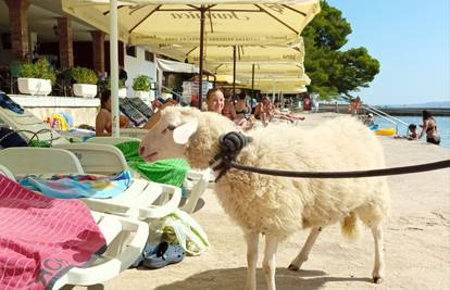 Vidi meeeeeee: Prošetao janjca plažom na Rabu među turistima