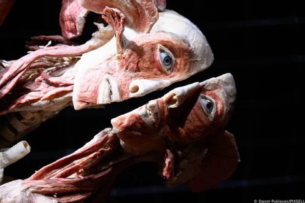 Zagreb: Konferencija uoči otvorenja izložbe seciranih ljudskih tijela Body Worlds Vital