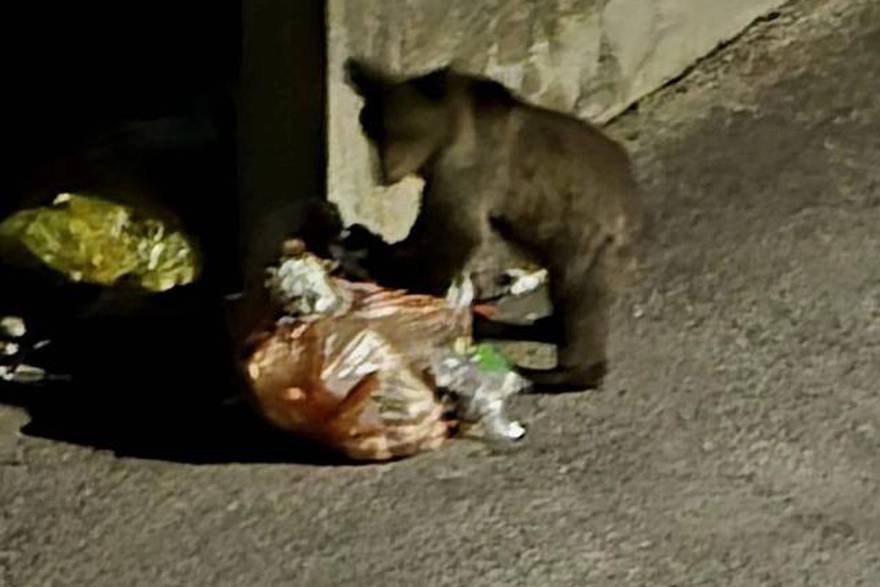 Medo već dva tjedna živi u Novom Vinodolskom. Žele ga namamiti i prebaciti u šumu