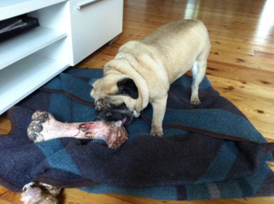 24ljubimci/Fotografije čitatelja