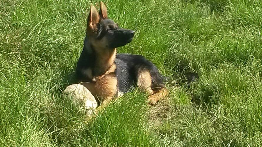 24ljubimci/Fotografije čitatelja