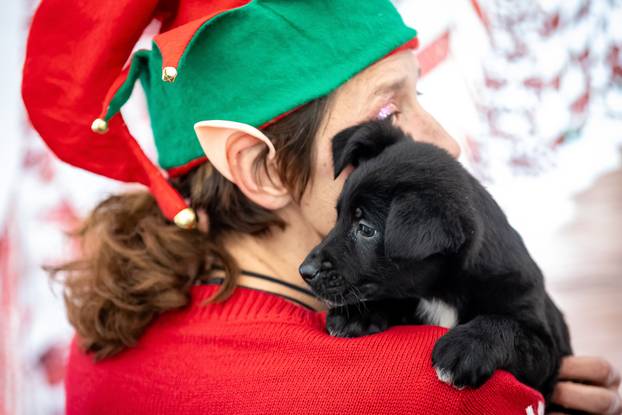 I psići vole advent: Preslatke fotke štenaca koji traže dom