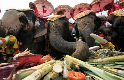 Tone voća i povrća: Švedski stol za slonove
