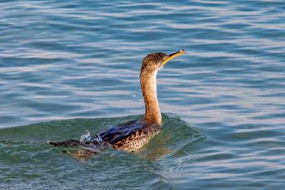 Gnjurac napao dijete na plaži u Istri, šokirana majka: Umalo mu je iskopao oko, prošli smo horor