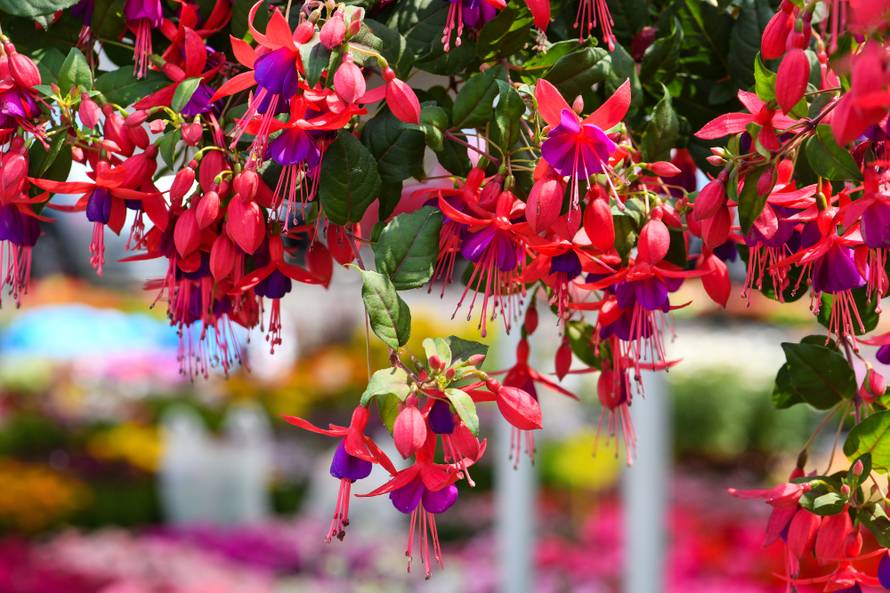 Floraart: Sadnice cvijeća od 2 kune, a za 25 mini vrt u posudi