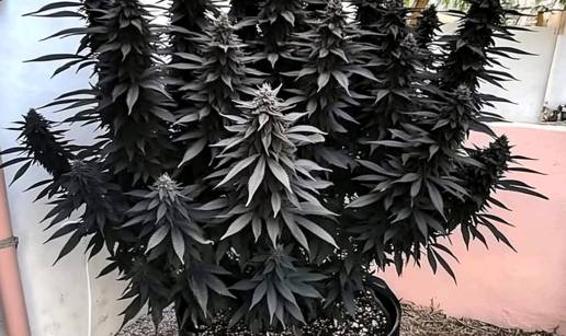 Prva sorta konoplje iz Hrvatske ulazi na EU listu - biljka koja čini razliku