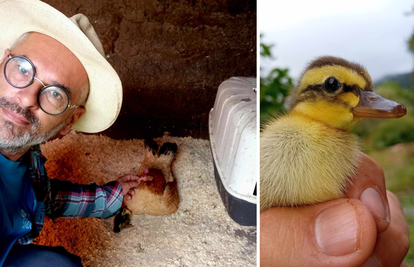 Koka ležala na jajima, a onda se začulo kva umjesto piju! 'Pačiće nije očekivala, ali ih čuva i grije'