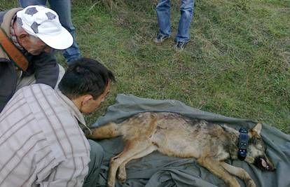 Pas Šaki spasio vuka koji je tri dana bio zarobljen u bunaru