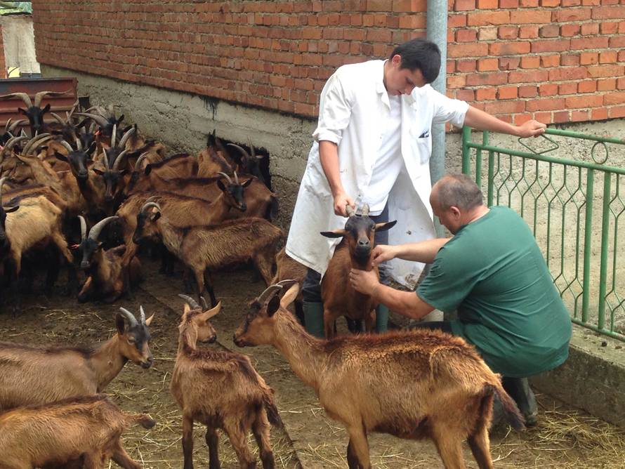 Traži se rješenje: Napuštene i gladne koze ostaju u Lakušiji