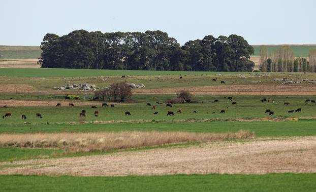 An Argentine town battles a parrot invasion