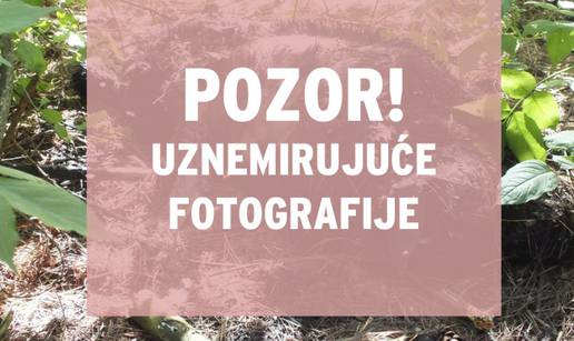 Nitko neće odgovarati za smrt dva labradora? Trunu u šumi