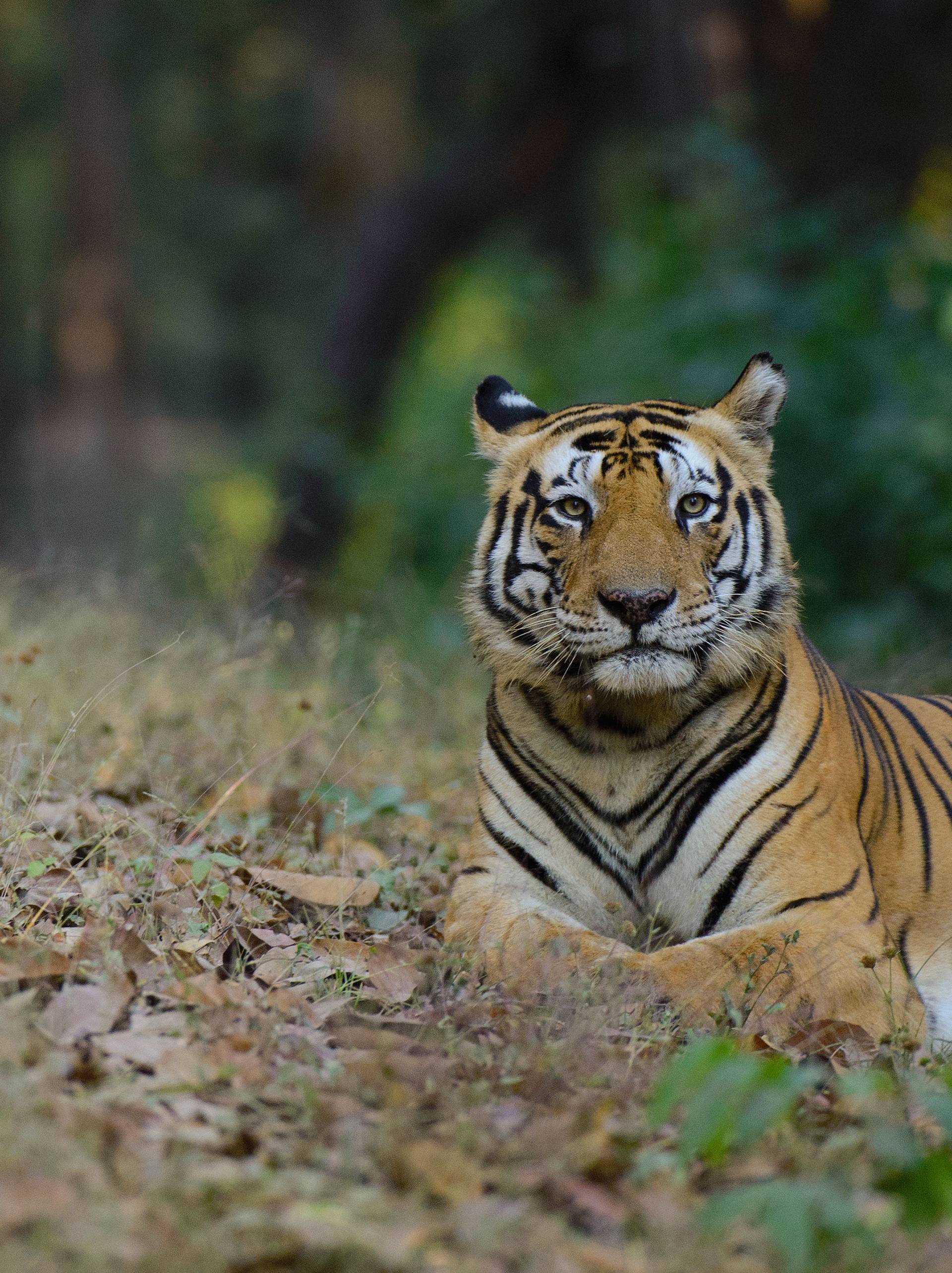 Bengalski tigar Munna