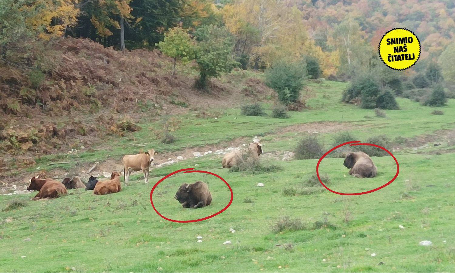 EKSKLUZIVNA SNIMKA! Misterij na Velebitu: Jesu li ovo bizoni?! 'Nisam više siguran da su krave'