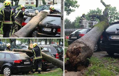 Drvo u Zagrebu palo na aute: 'Užas, samo je počelo pucati'