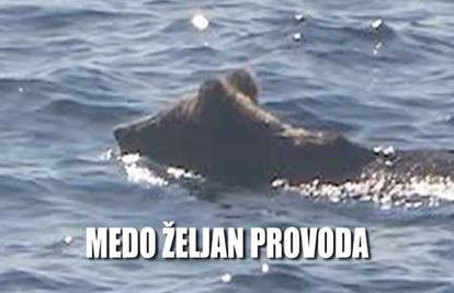 Medvjeđi tulum u Senju: Lunjao gradom i sunčao se na plaži