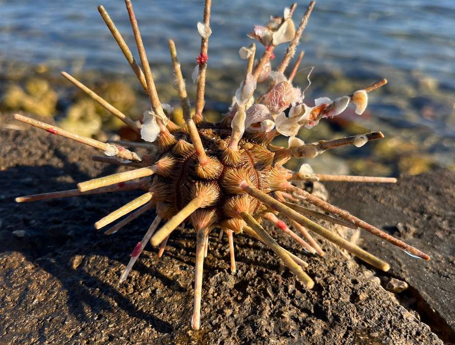 Između Prvića i Srime nasukao se neobičan ježinac: 'On inače živi samo na velikim dubinama'