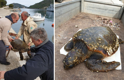 Na Lastovu su spasili  morsku kornjaču: Nazvali je Koronita