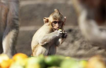 Umrli od straha: Majmuni zbog tigra dobili grupni srčani udar!