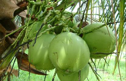 Pametna hidracija sokom zelenog kokosa - Coco juice