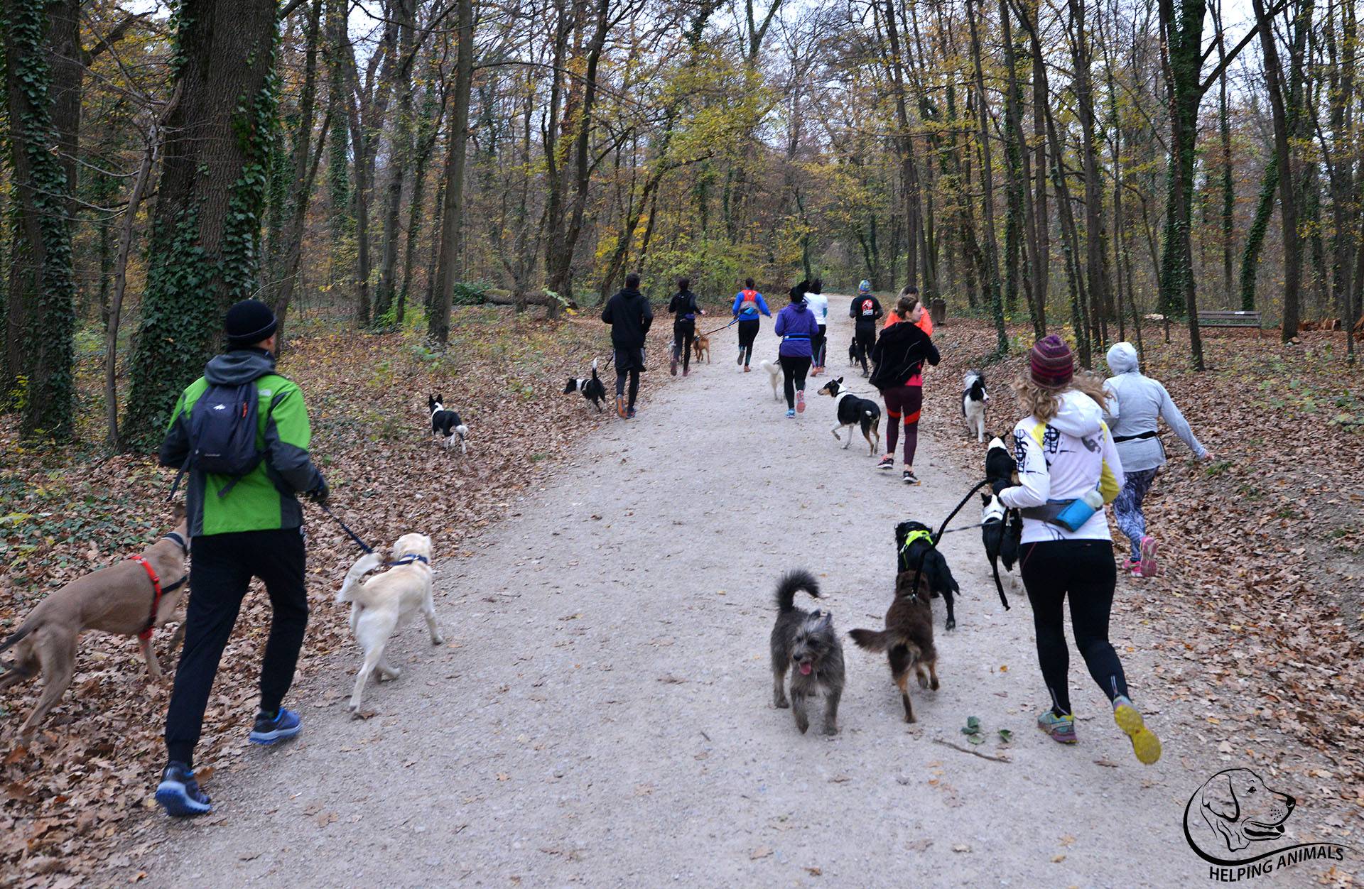 Sve više vlasnika trči sa psima: Spojite i vi ugodno s korisnim