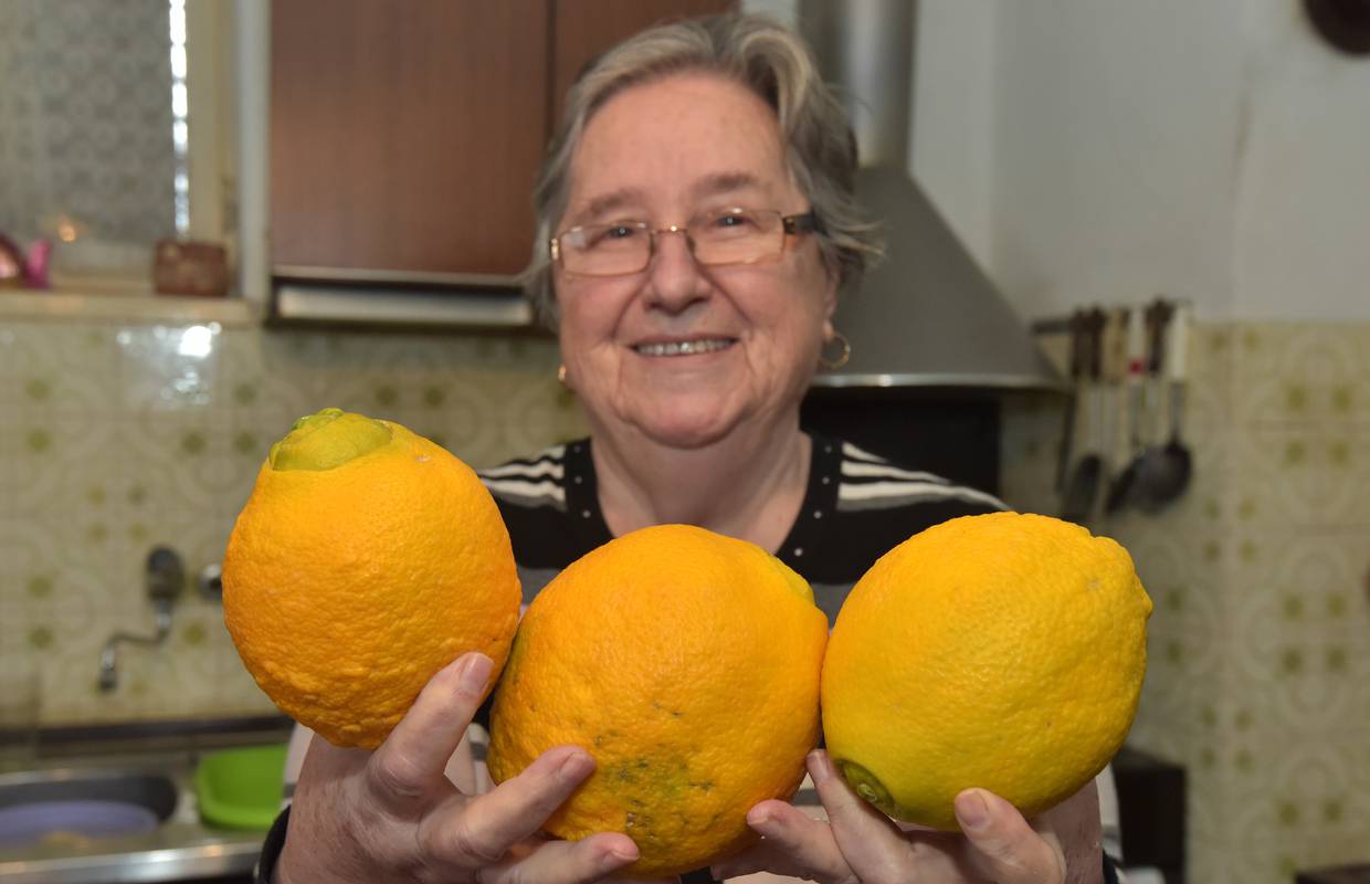 Marijine naranče su gorostasi: Kapitalka ima skoro kilogram!
