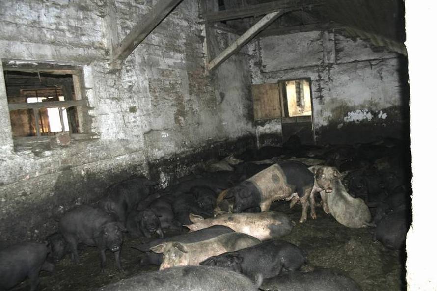 prijatelji-zivotinja.hr