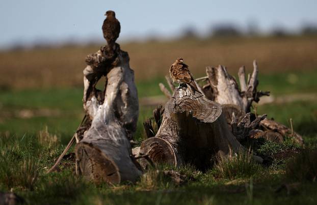 An Argentine town battles a parrot invasion
