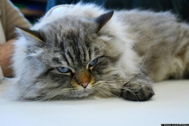 Otvorena revijalna izložba mačaka u Sisku 