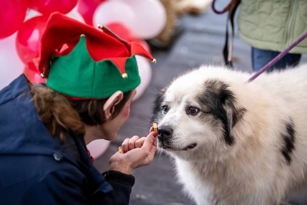 I psići vole advent: Preslatke fotke štenaca koji traže dom