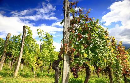Grožđa nikad više, ali kupaca nema: 'Ovo je žalosno. Neka ministar pošalje inspekcije'