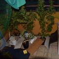 Ulovili uzgajivača marihuane, pronašli mu stabljike u Lipnici