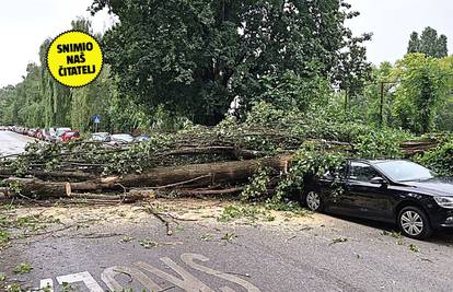 Kaos u Zagrebu: Vjetar srušio drvo na auto! U Maksimirskoj grana pala na žicu pa je zastoj