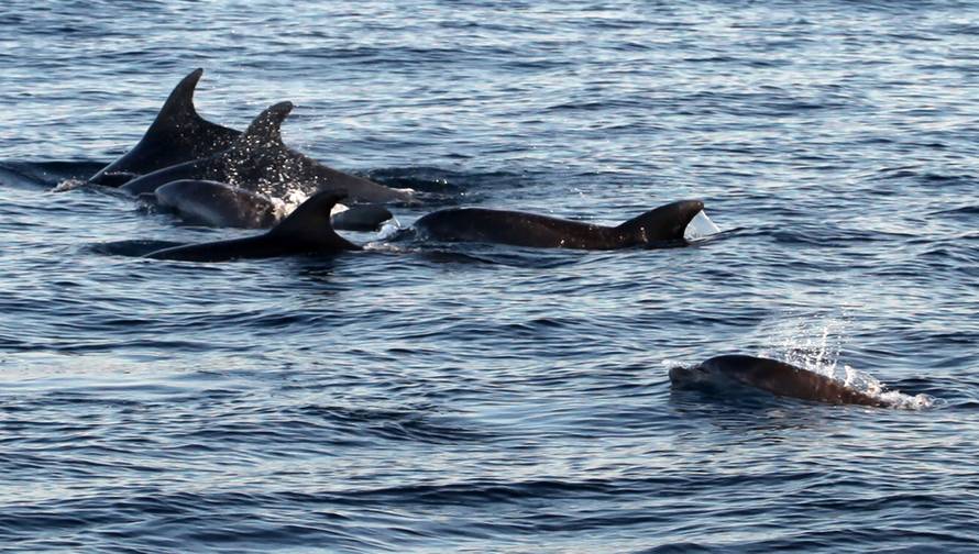 Pogledajte snimku: Turisti su brodovima pratili jato dupina