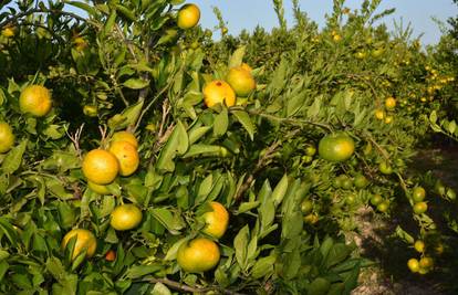 Proizvođači očekuju do 32 tisuće tona mandarina, a i otkupnu cijenu oko 4 kune za kilogram