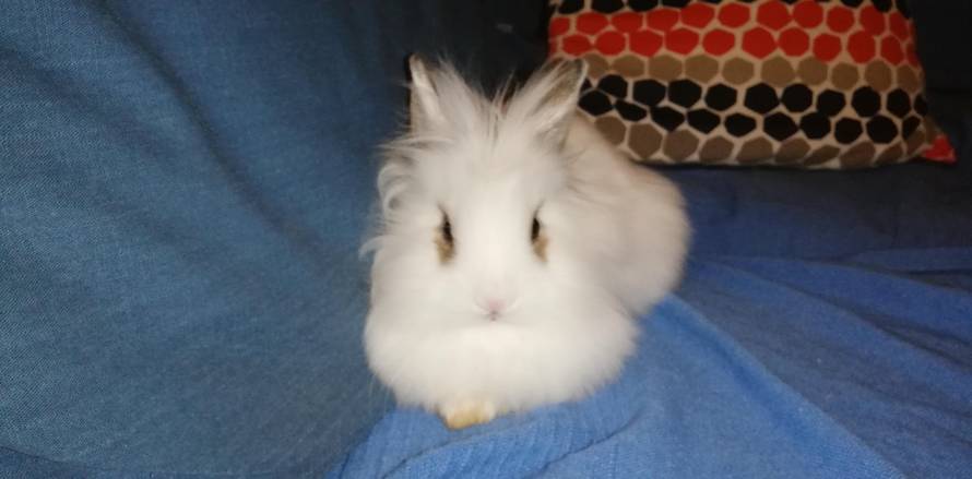 Želite kunića za ljubimca? Oni će vam pomoći da ga imate