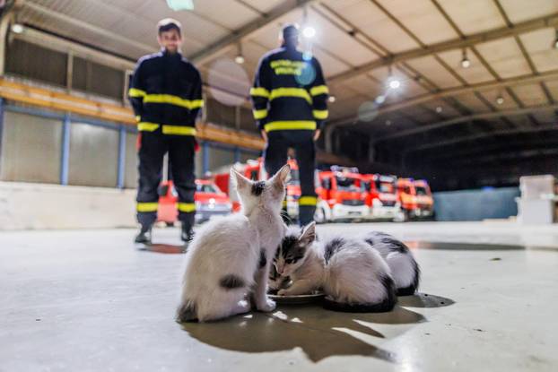 Vrgorac: Vatrogasci spasili 4 mačiča iz šahta gdje su ih pronašli ostavljene