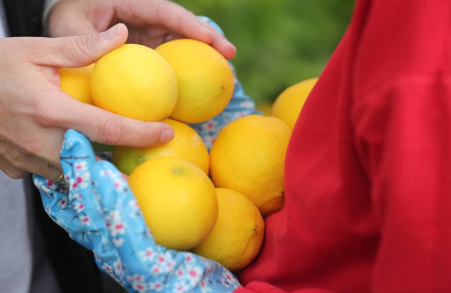 Berba agruma u Opuzenu