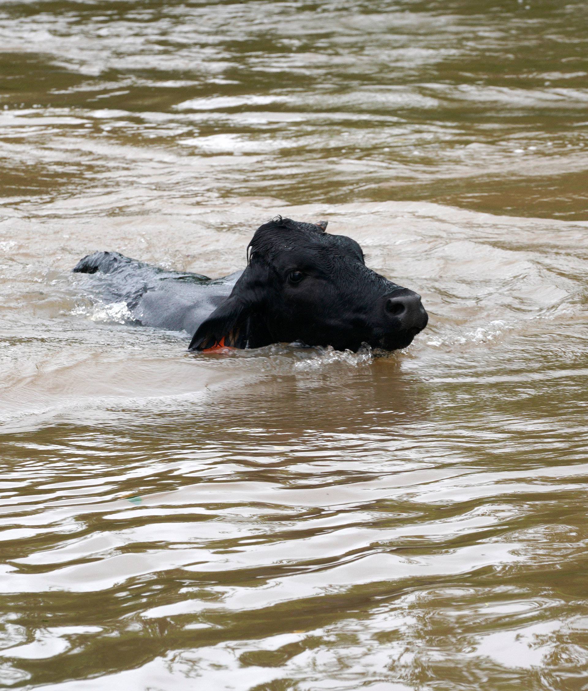 A cow swims trying to get out of the Hurricane Harvey floodwaters near East Columbia