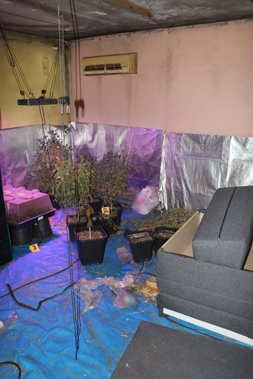 FOTO Muškarac (44) u stanu u Zagrebu uzgajao marihuanu: 'Imao je 226 stabljika konoplje'