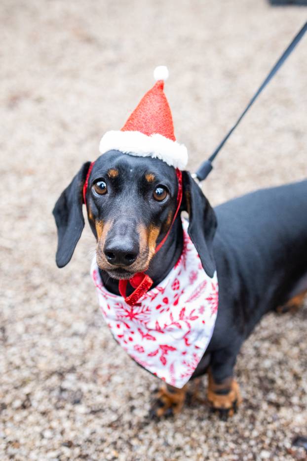 Zagreb: Adventska špica jazavčara 