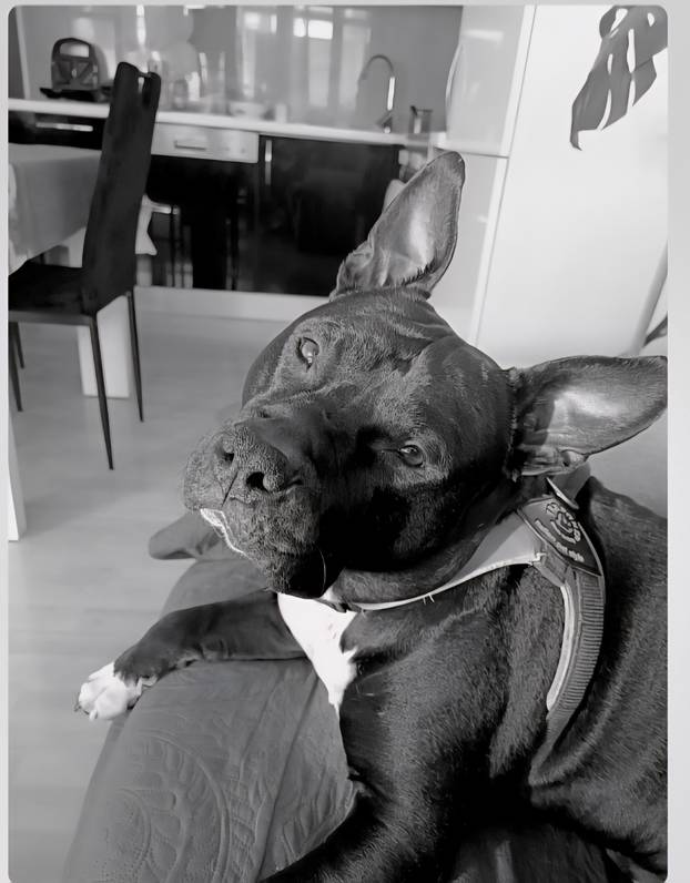 SUPER FOTKE vaših ljubimaca! Neki bi mogli biti viralni hit, ali svi su jednostavno neodoljivi