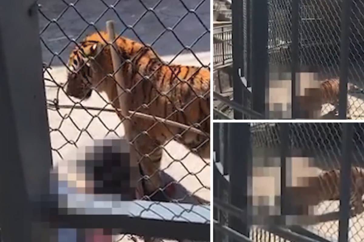Bespomoćan u kavezu: Tigar je do smrti izgrizao svog trenera